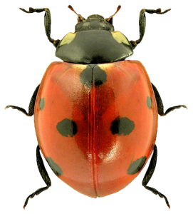 ladybug PNG image-3967